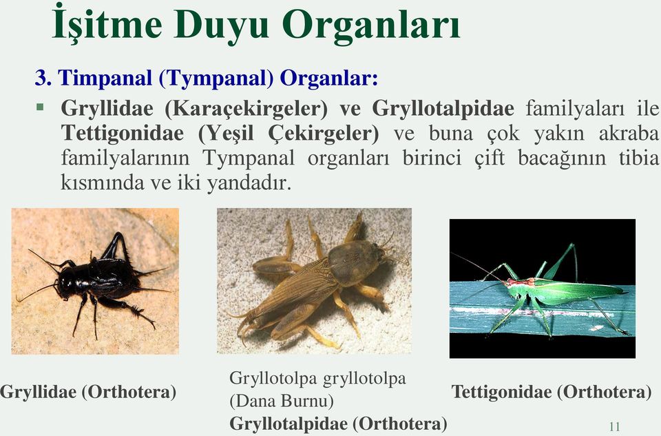 Tettigonidae (Yeşil Çekirgeler) ve buna çok yakın akraba familyalarının Tympanal organları