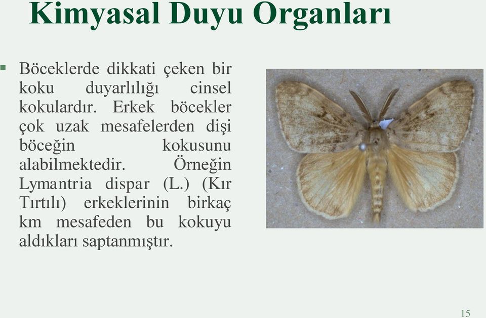 Erkek böcekler çok uzak mesafelerden dişi böceğin kokusunu