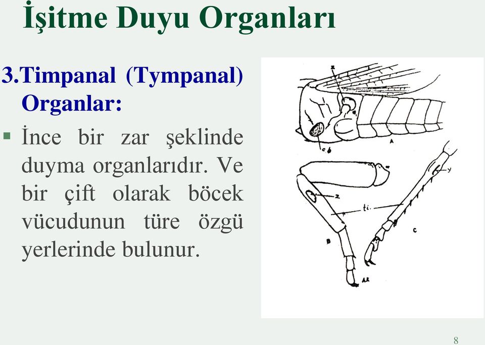 zar şeklinde duyma organlarıdır.