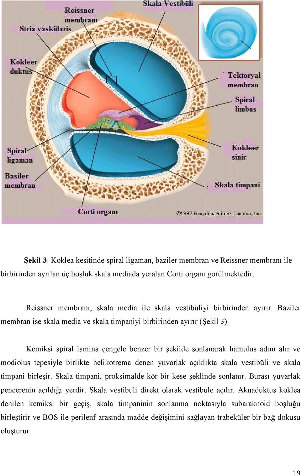 Kemiksi spiral lamina çengele benzer bir şekilde sonlanarak hamulus adını alır ve modiolus tepesiyle birlikte helikotrema denen yuvarlak açıklıkta skala vestibüli ve skala timpani birleşir.