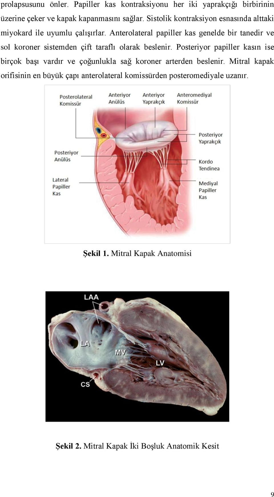 Anterolateral papiller kas genelde bir tanedir ve sol koroner sistemden çift taraflı olarak beslenir.