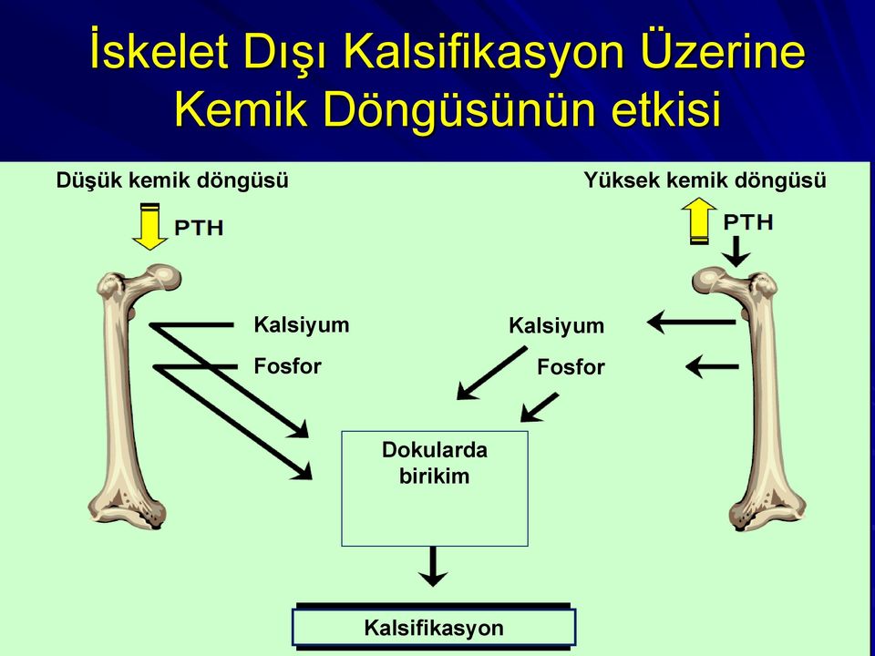 Yüksek kemik döngüsü Kalsiyum Fosfor