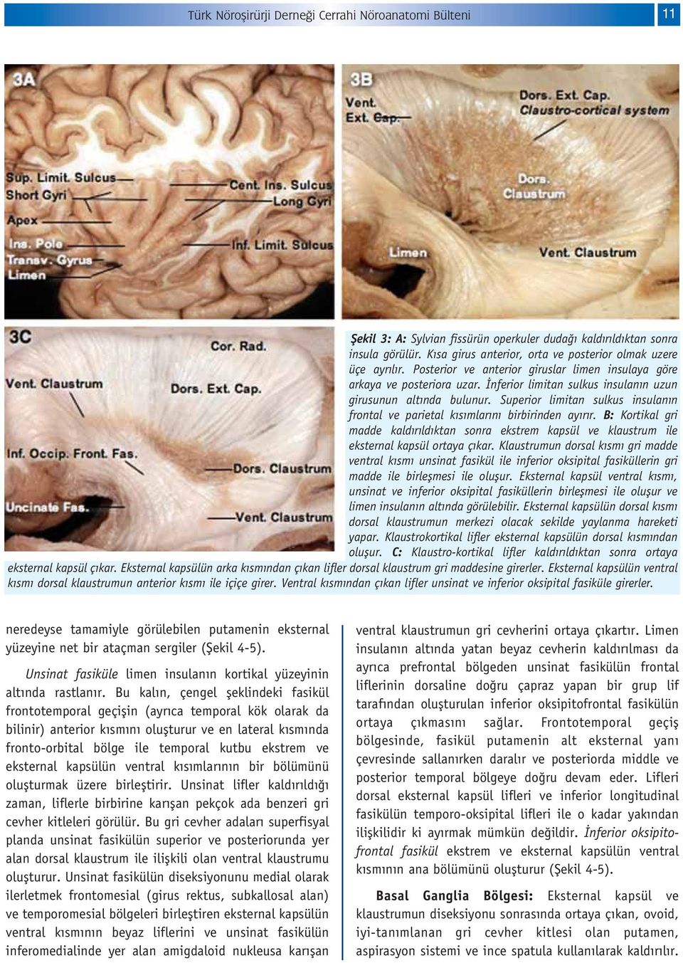 nferior limitan sulkus insulan n uzun girusunun alt nda bulunur. Superior limitan sulkus insulan n frontal ve parietal k s mlar n birbirinden ay r r.