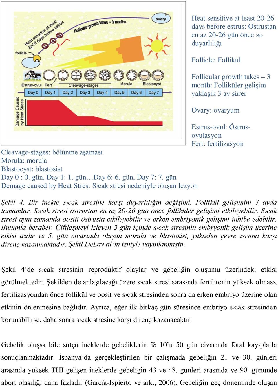 growth takes 3 month: Folliküler gelişim yaklaşık 3 ay sürer Ovary: ovaryum Estrus-ovul: Östrusovulasyon Fert: fertilizasyon Şekil 4. Bir inekte s cak stresine karşı duyarlılığın değişimi.