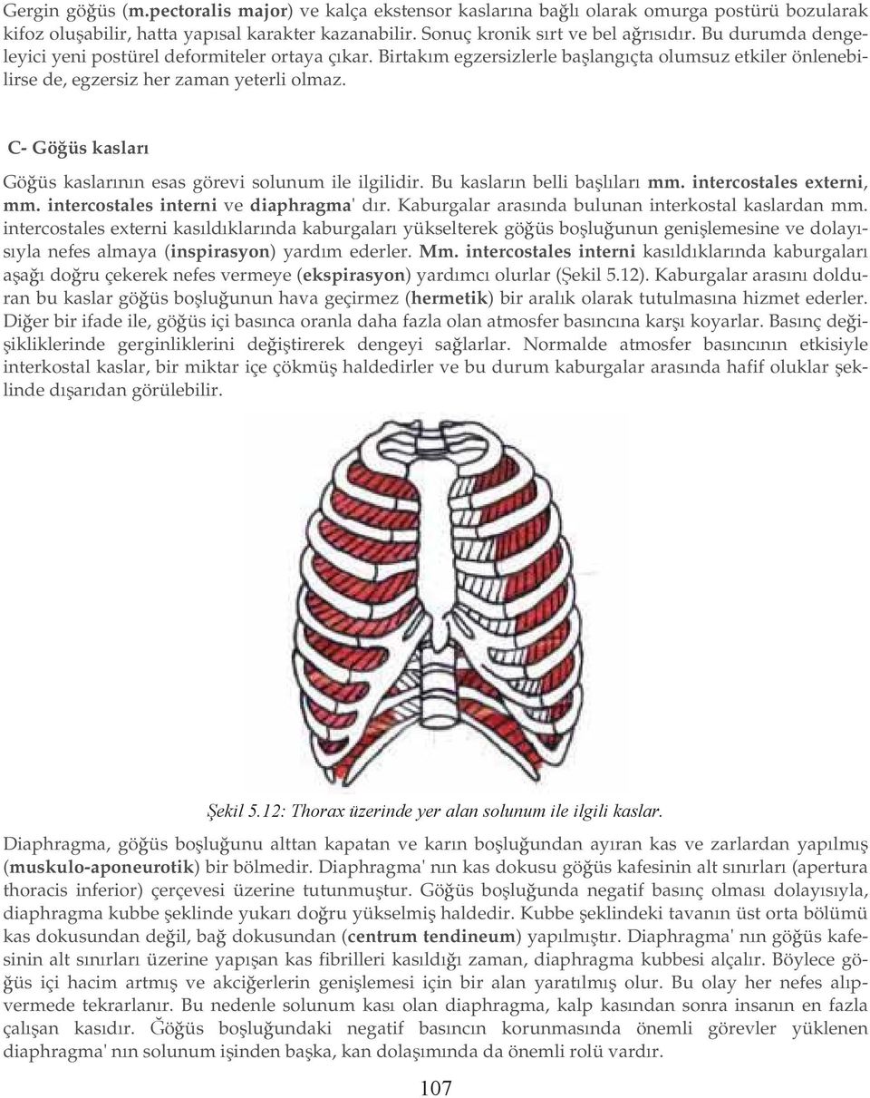 C- Gö üs kaslar Gö üs kaslar n n esas görevi solunum ile ilgilidir. Bu kaslar n belli ba l lar mm. intercostales externi, mm. intercostales interni ve diaphragma' d r.
