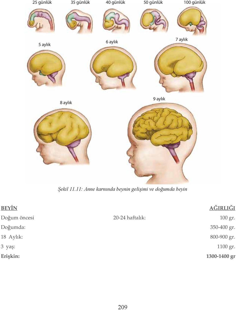 11: Anne karn nda beynin geli imi ve do umda beyin BEY N A IRLI I Do um