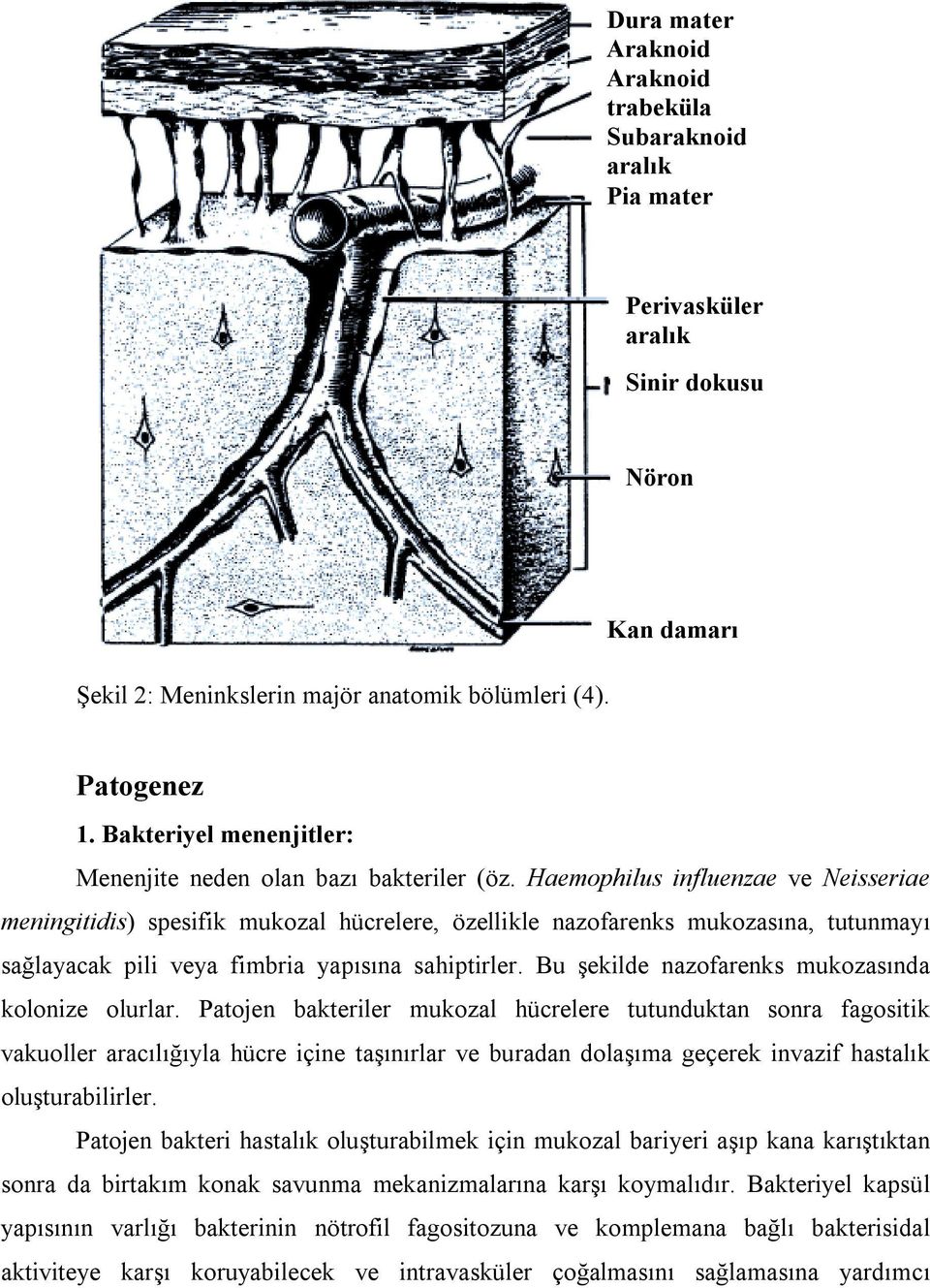 Haemophilus influenzae ve Neisseriae meningitidis) spesifik mukozal hücrelere, özellikle nazofarenks mukozasõna, tutunmayõ sağlayacak pili veya fimbria yapõsõna sahiptirler.