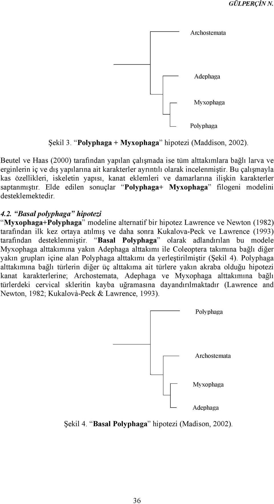 Bu çalışmayla kas özellikleri, iskeletin yapısı, kanat eklemleri ve damarlarına ilişkin karakterler saptanmıştır. Elde edilen sonuçlar Polyphaga+ Myxophaga filogeni modelini desteklemektedir. 4.2.