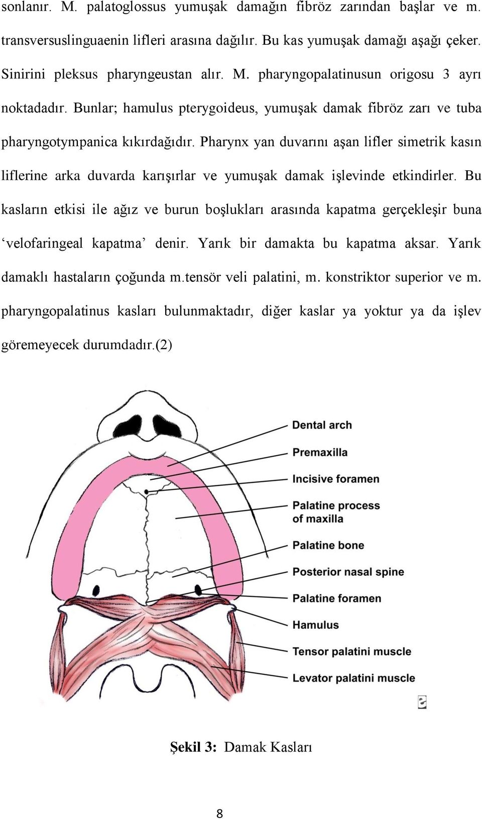 Pharynx yan duvarını aşan lifler simetrik kasın liflerine arka duvarda karışırlar ve yumuşak damak işlevinde etkindirler.