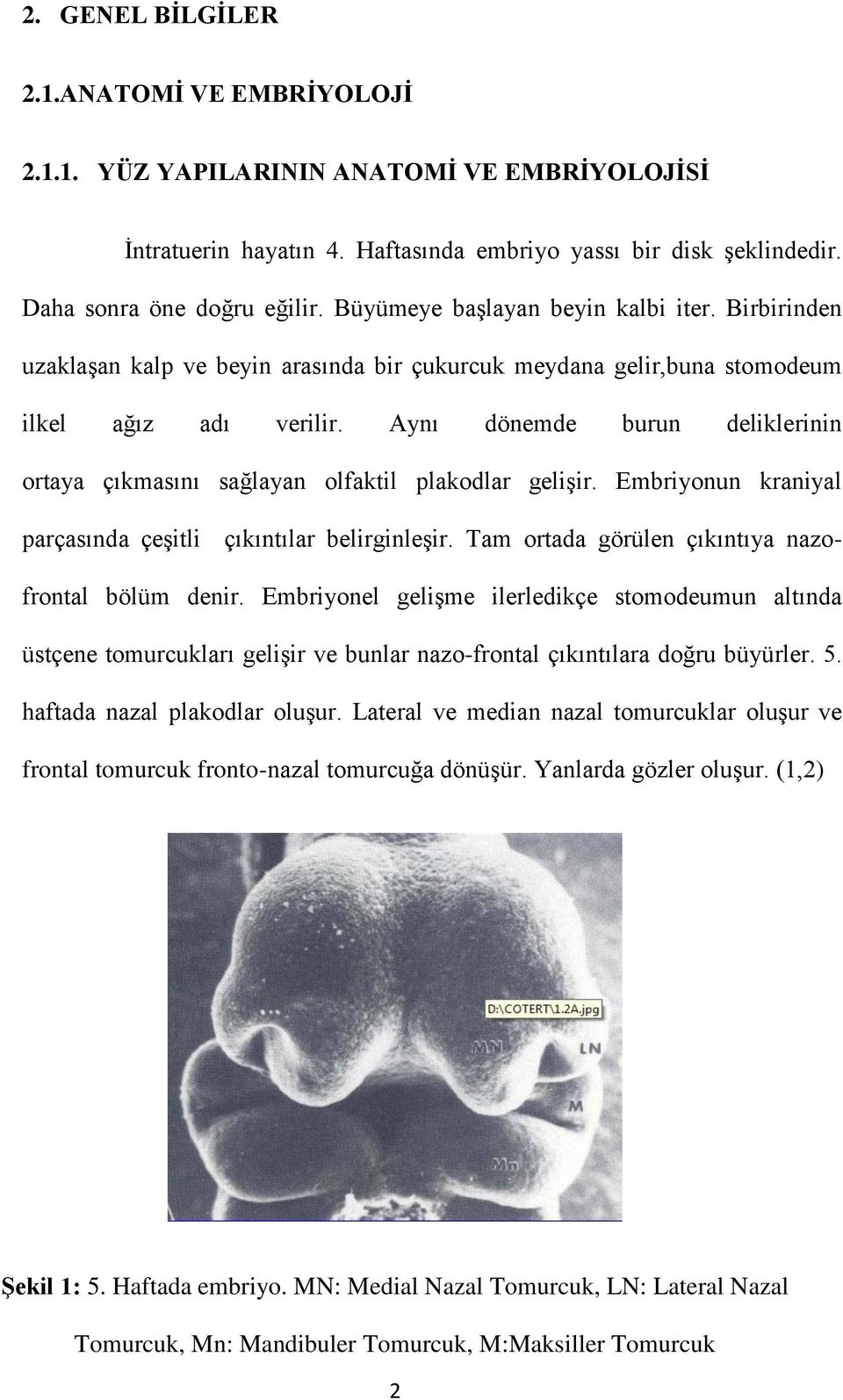 Aynı dönemde burun deliklerinin ortaya çıkmasını sağlayan olfaktil plakodlar gelişir. Embriyonun kraniyal parçasında çeşitli çıkıntılar belirginleşir.