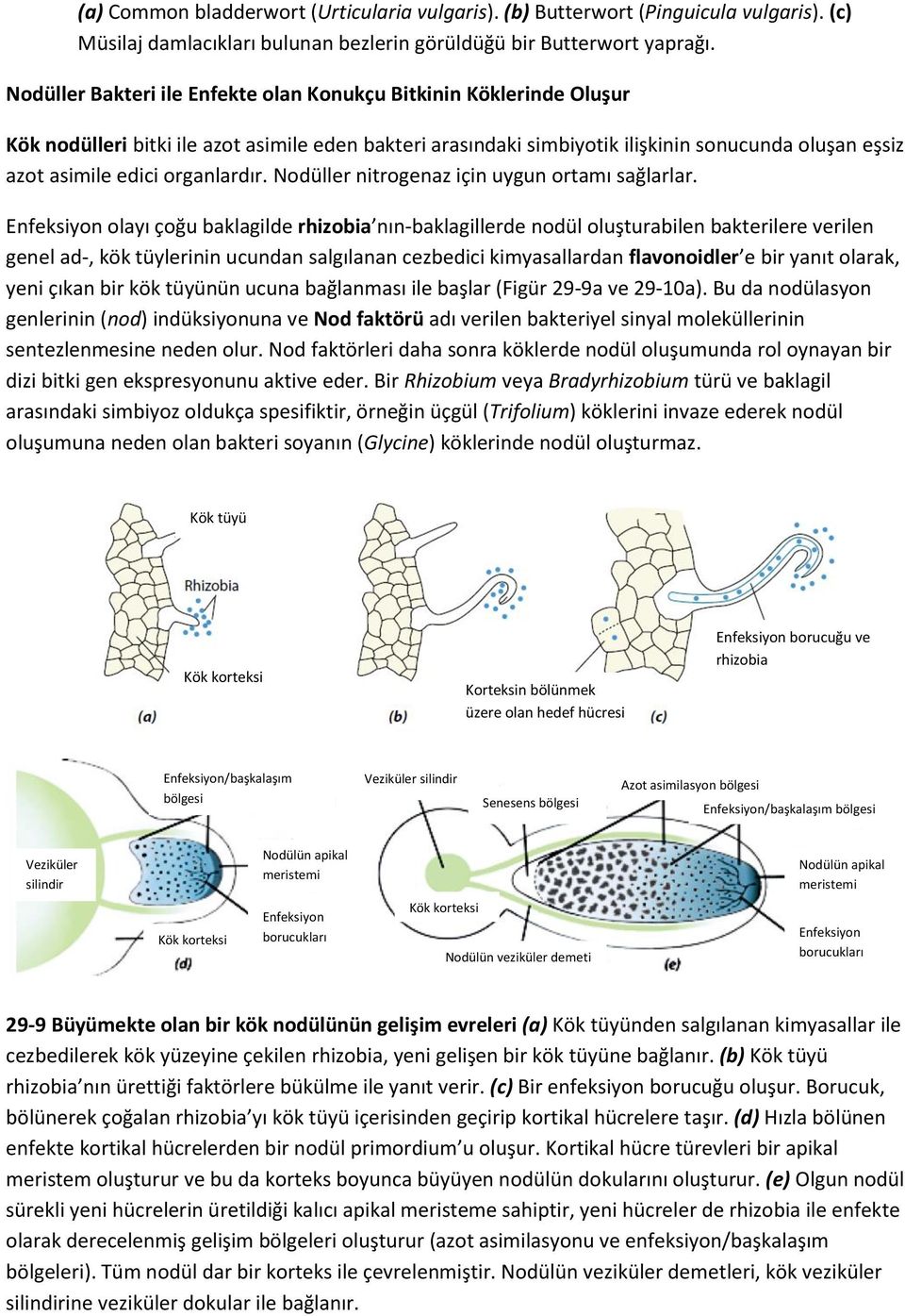 organlardır. Nodüller nitrogenaz için uygun ortamı sağlarlar.