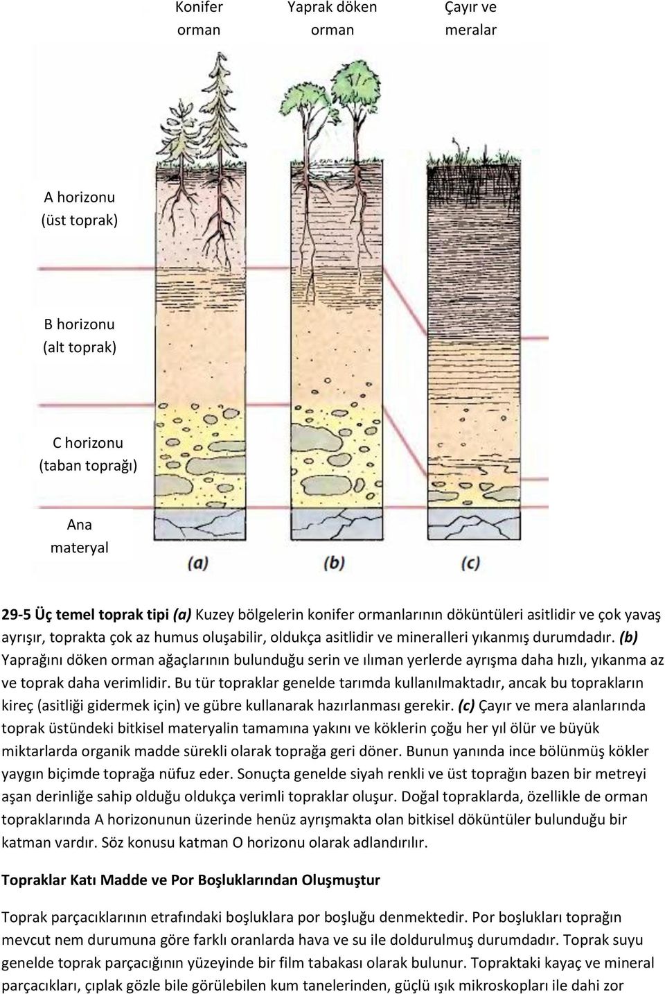 (b) Yaprağını döken orman ağaçlarının bulunduğu serin ve ılıman yerlerde ayrışma daha hızlı, yıkanma az ve toprak daha verimlidir.