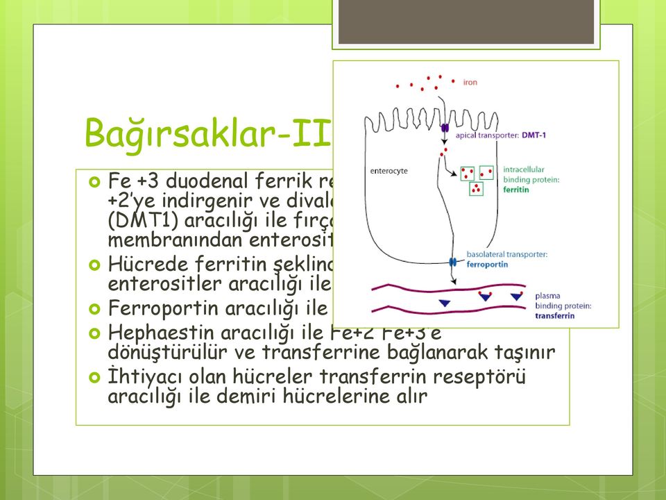 enterositler aracılığı ile atılır VEYA Ferroportin aracılığı ile plazmaya geçer Hephaestin aracılığı ile Fe+2 Fe+3