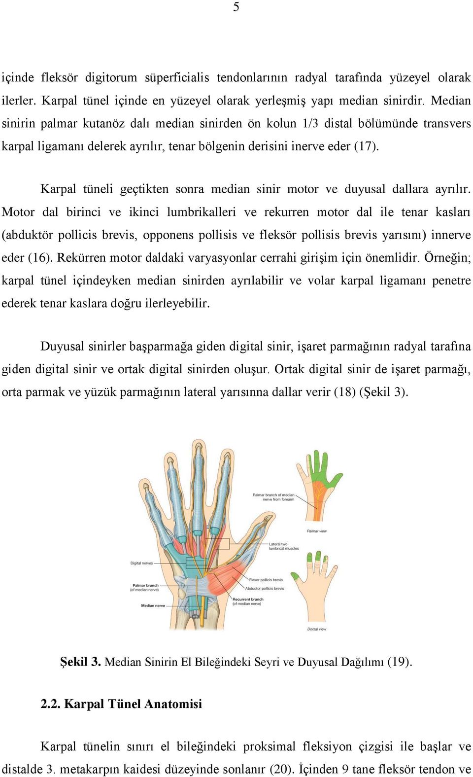 Karpal tüneli geçtikten sonra median sinir motor ve duyusal dallara ayrılır.