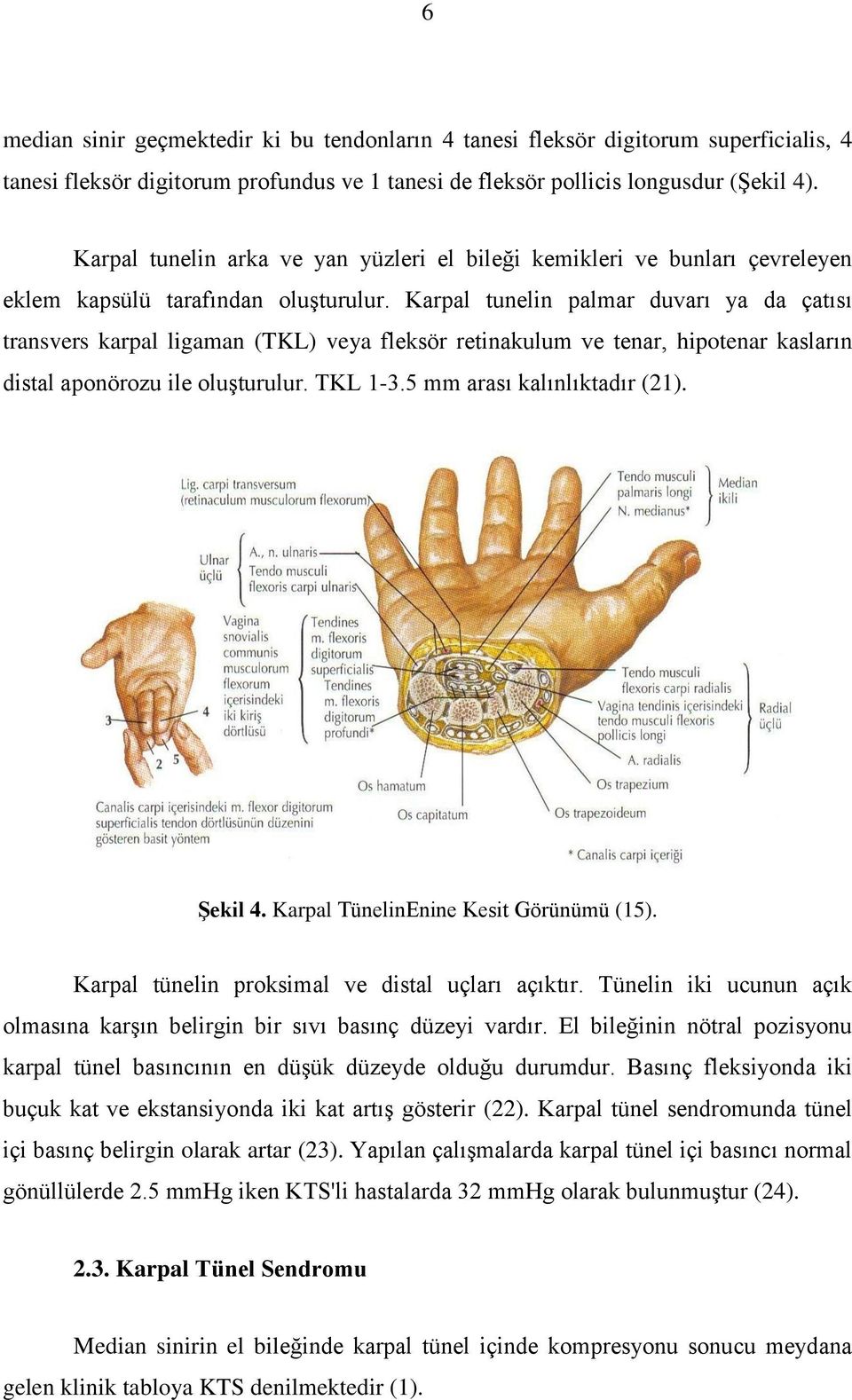 Karpal tunelin palmar duvarı ya da çatısı transvers karpal ligaman (TKL) veya fleksör retinakulum ve tenar, hipotenar kasların distal aponörozu ile oluşturulur. TKL 1-3.5 mm arası kalınlıktadır (21).