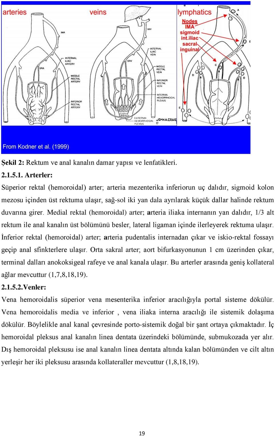 rektum duvarına girer. Medial rektal (hemoroidal) arter; arteria iliaka internanın yan dalıdır, 1/3 alt rektum ile anal kanalın üst bölümünü besler, lateral ligaman içinde ilerleyerek rektuma ulaşır.