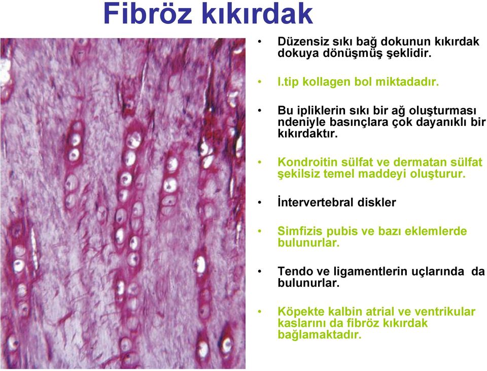 Kondroitin sülfat ve dermatan sülfat şekilsiz temel maddeyi oluşturur.