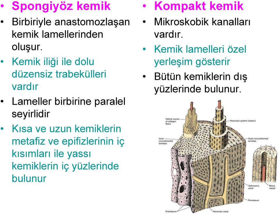 uzun kemiklerin metafiz ve epifizlerinin iç kısımları ile yassı kemiklerin iç yüzlerinde bulunur