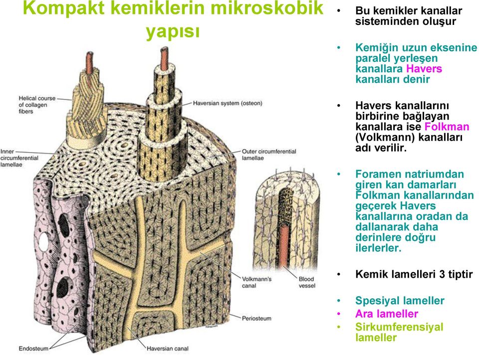 adı verilir.