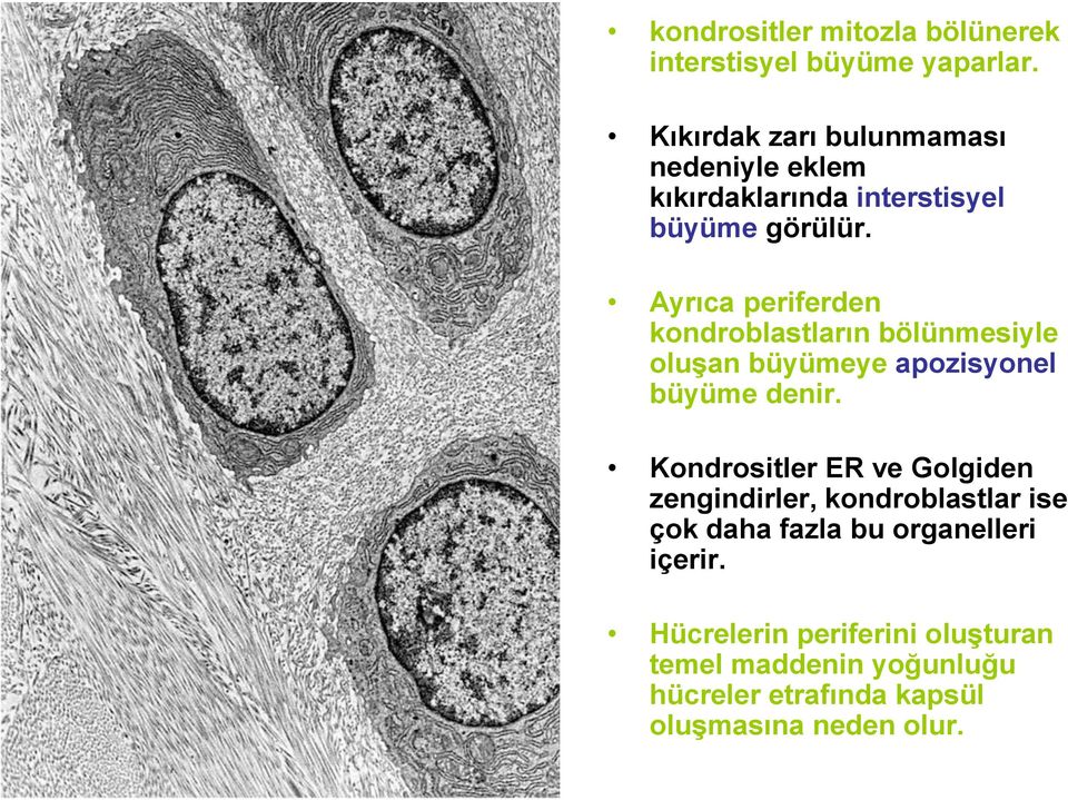 Ayrıca periferden kondroblastların bölünmesiyle oluşan büyümeye apozisyonel büyüme denir.