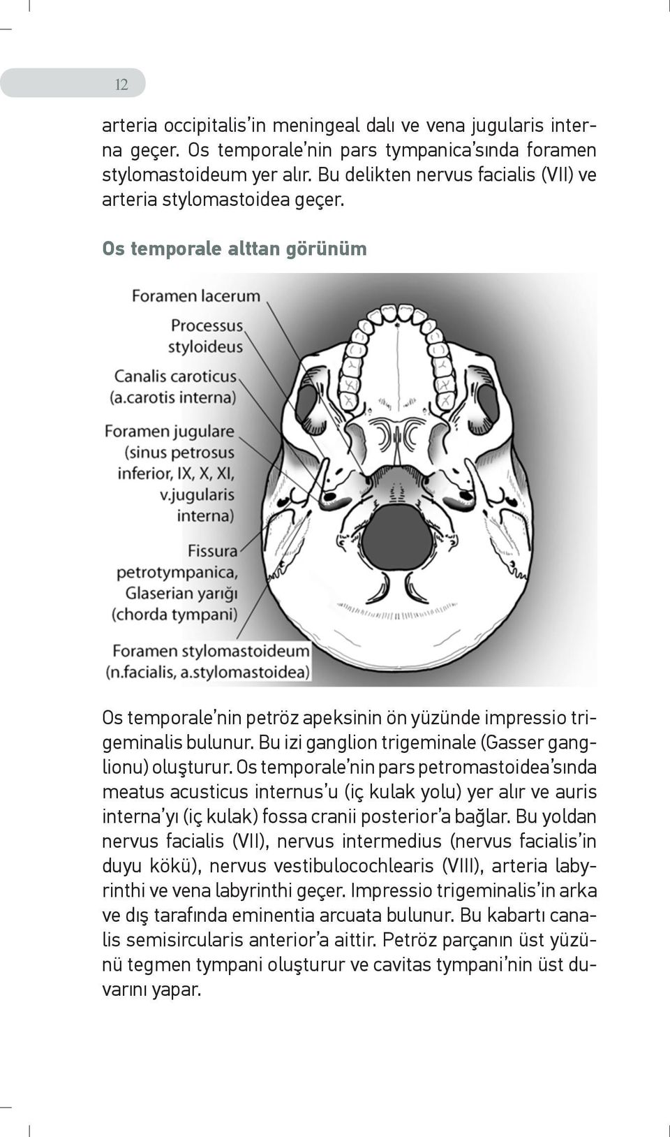 Bu izi ganglion trigeminale (Gasser ganglionu) oluşturur.