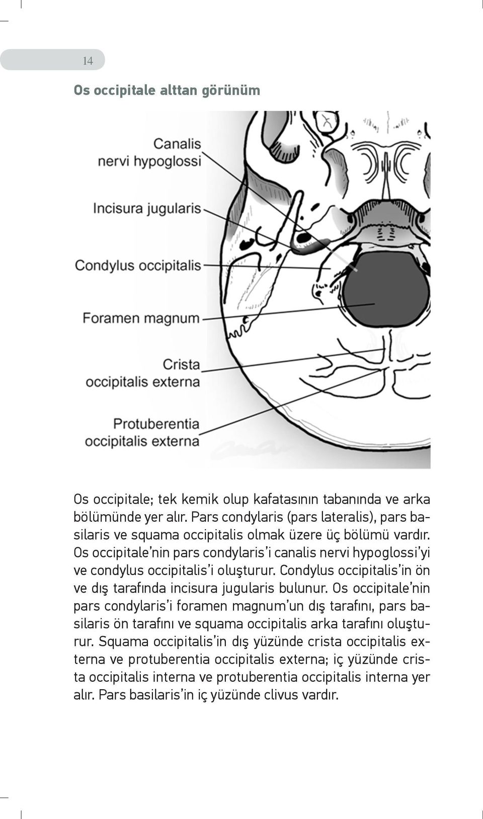 Os occipitale nin pars condylaris i canalis nervi hypoglossi yi ve condylus occipitalis i oluşturur. Condylus occipitalis in ön ve dış tarafında incisura jugularis bulunur.