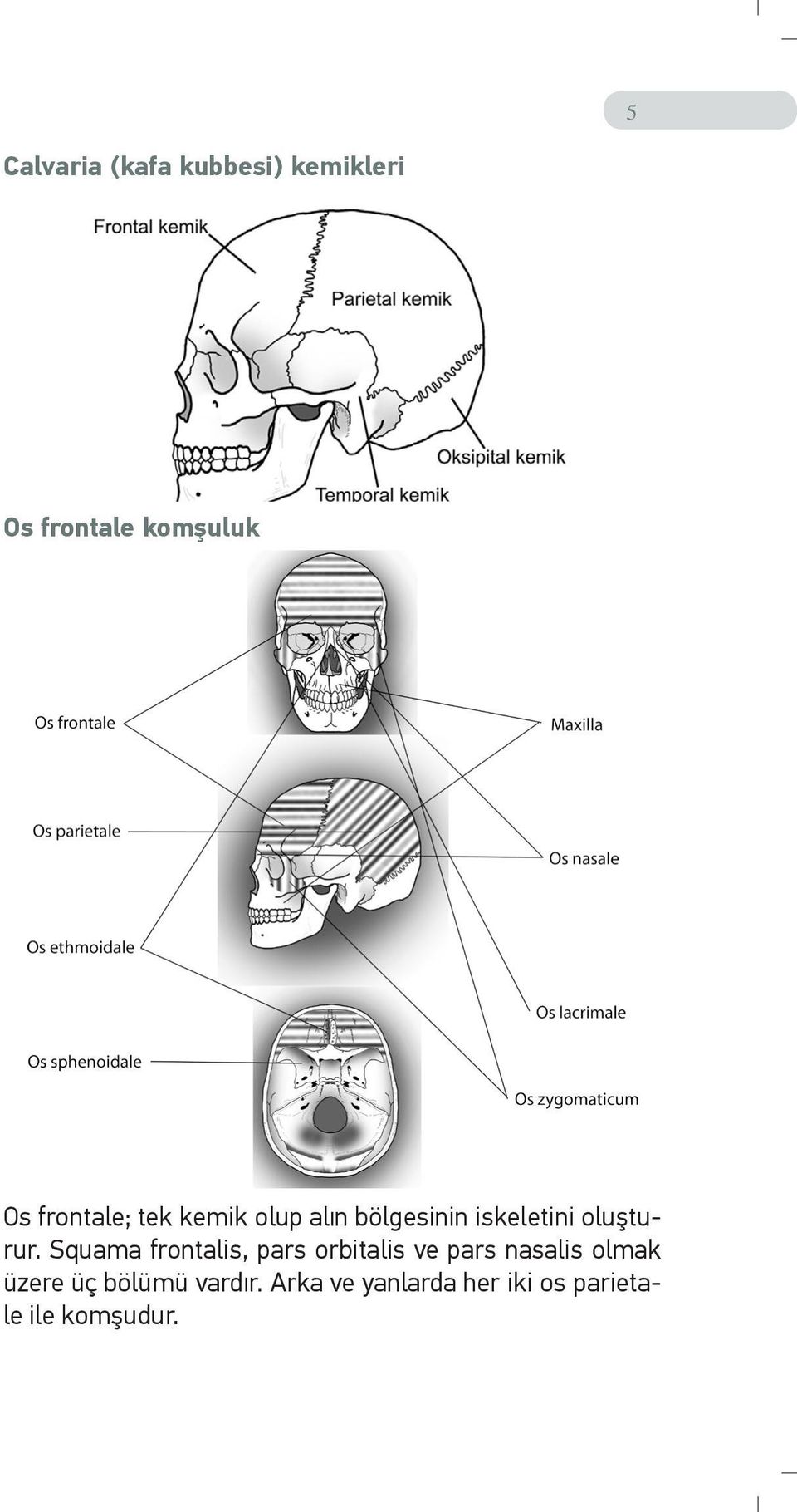 Squama frontalis, pars orbitalis ve pars nasalis olmak üzere üç