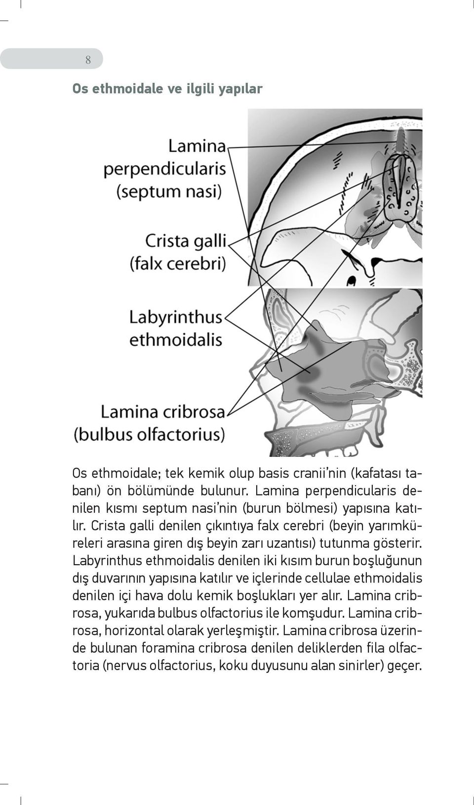 Crista galli denilen çıkıntıya falx cerebri (beyin yarımküreleri arasına giren dış beyin zarı uzantısı) tutunma gösterir.