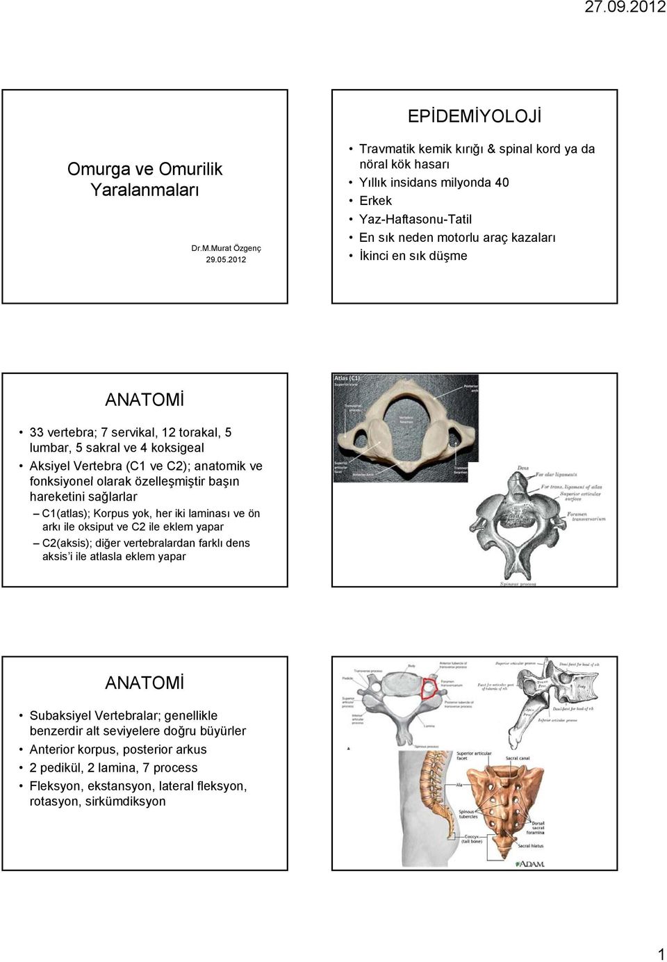 7 servikal, 12 torakal, 5 lumbar, 5 sakral ve 4 koksigeal Aksiyel Vertebra (C1 ve C2); anatomik ve fonksiyonel olarak özelleşmiştir başın hareketini sağlarlar C1(atlas); Korpus yok, her iki laminası