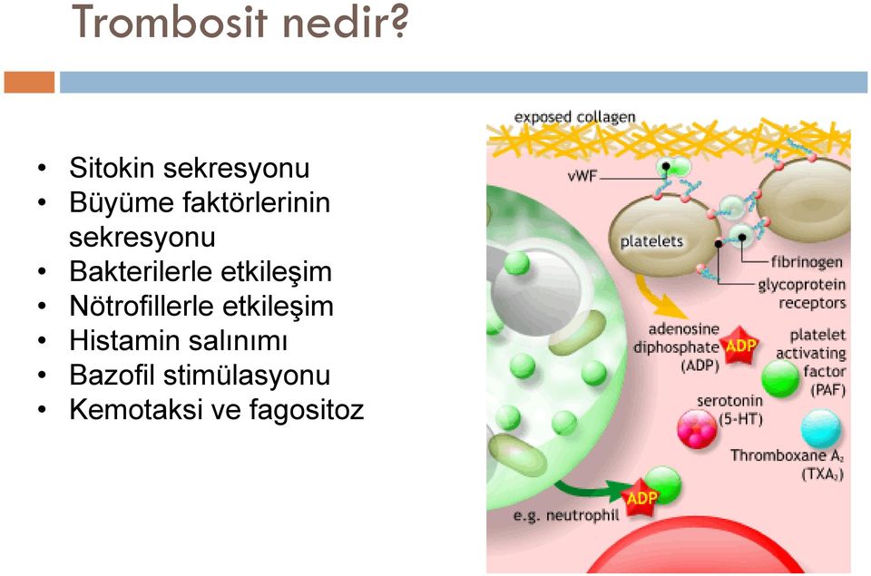 sekresyonu Bakterilerle etkileşim