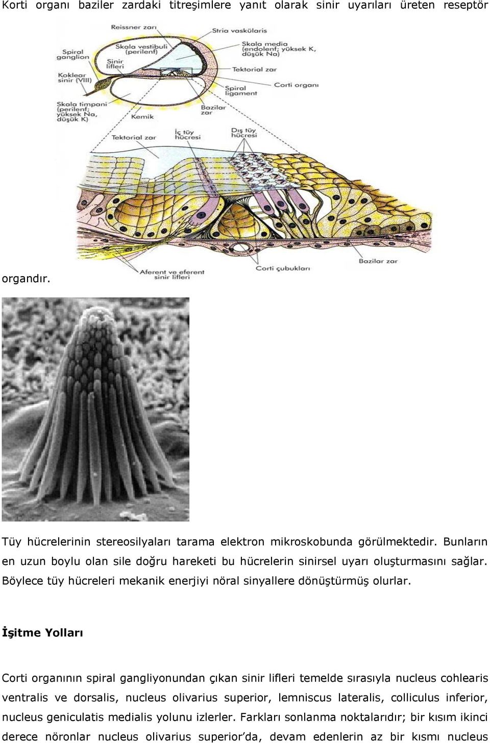 İşitme Yolları Corti organının spiral gangliyonundan çıkan sinir lifleri temelde sırasıyla nucleus cohlearis ventralis ve dorsalis, nucleus olivarius superior, lemniscus lateralis,