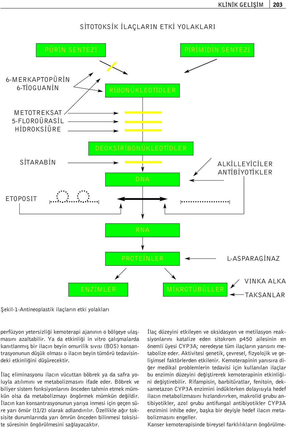 üyesi CYP3A; neredeyse tüm ilaçlar n yar s n metabolize eder. Aktivitesi genetik, çevresel, fizyolojik ve geliflimsel faktörlerden etkilenir.