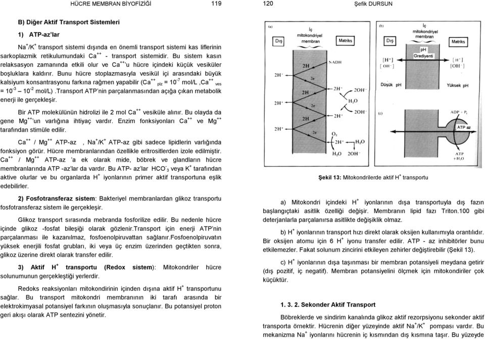 Bunu hücre stoplazmasıyla vesikül içi arasındaki büyük kalsiyum konsantrasyonu farkına rağmen yapabilir (Ca ++ plz = 10-7 mol/l,ca ++ ves = 10-3 10-2 mol/l).