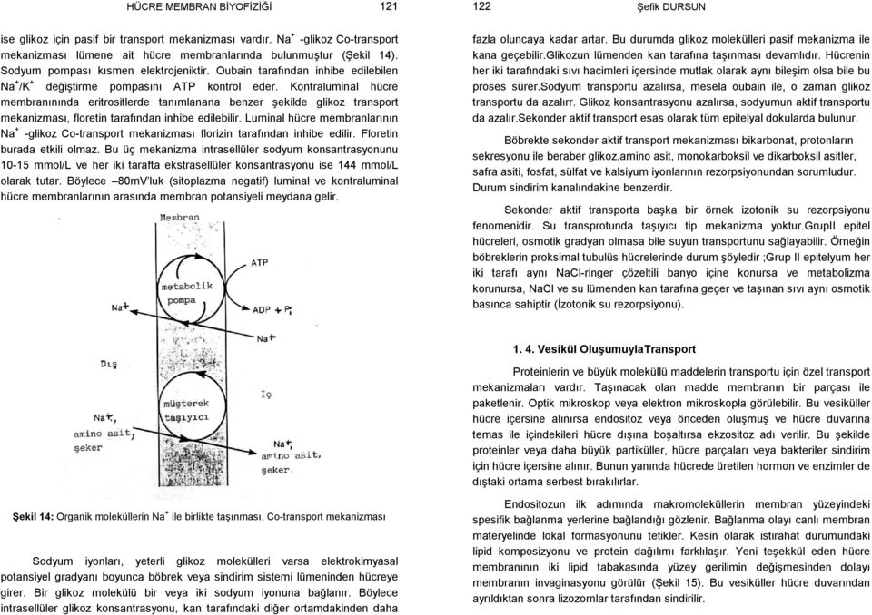 Kontraluminal hücre membranınında eritrositlerde tanımlanana benzer şekilde glikoz transport mekanizması, floretin tarafından inhibe edilebilir.