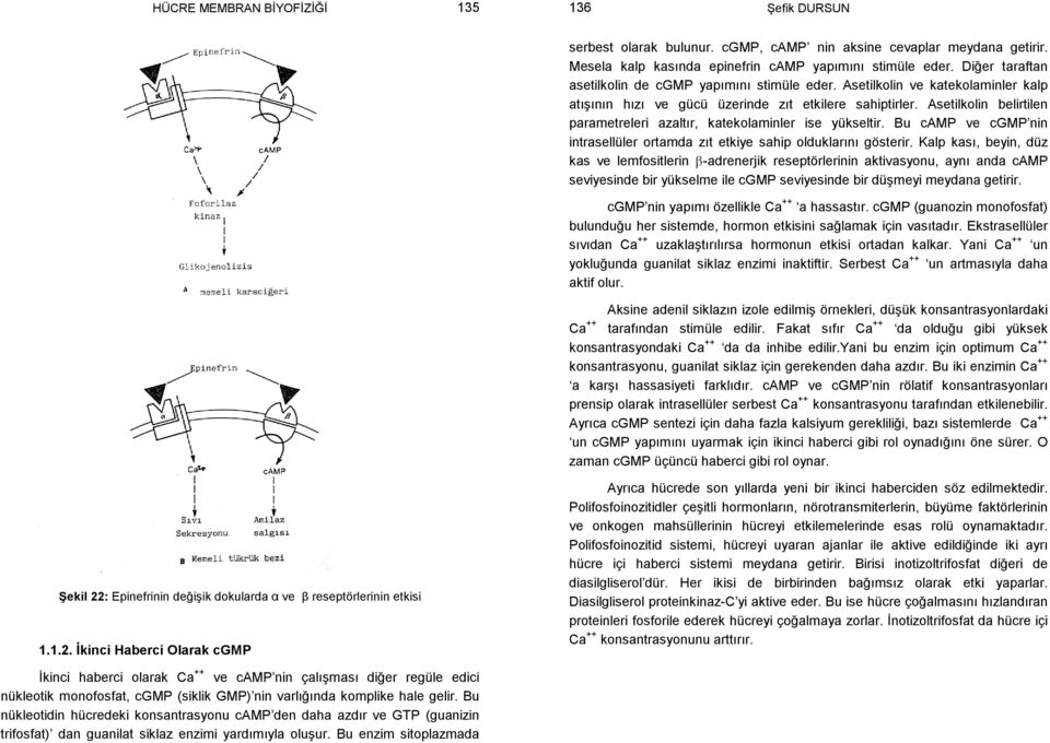 Asetilkolin belirtilen parametreleri azaltır, katekolaminler ise yükseltir. Bu camp ve cgmp nin intrasellüler ortamda zıt etkiye sahip olduklarını gösterir.