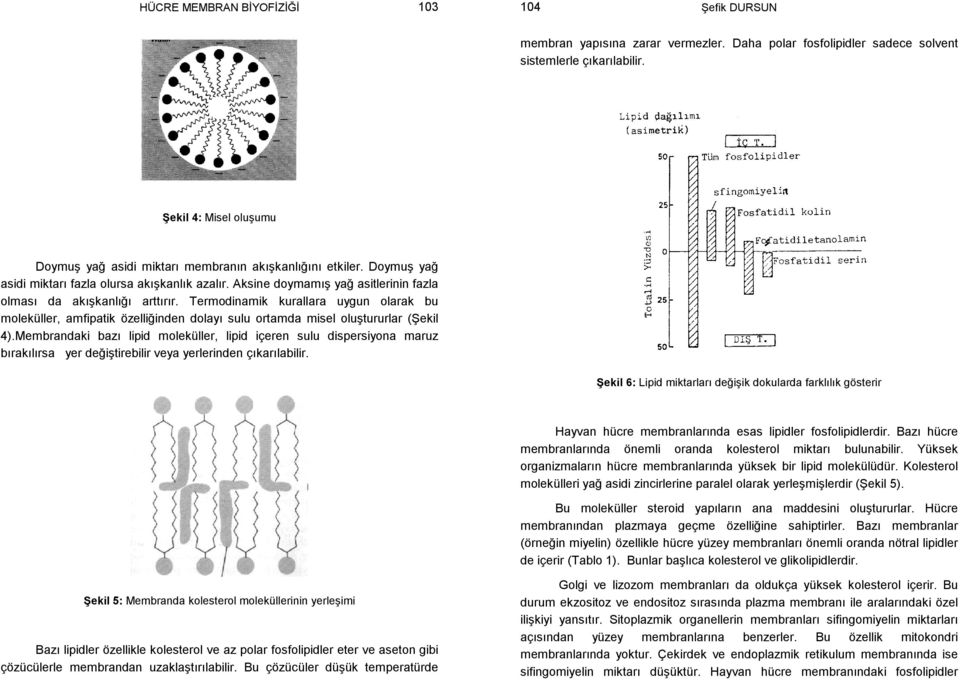 Aksine doymamış yağ asitlerinin fazla olması da akışkanlığı arttırır. Termodinamik kurallara uygun olarak bu moleküller, amfipatik özelliğinden dolayı sulu ortamda misel oluştururlar (Şekil 4).