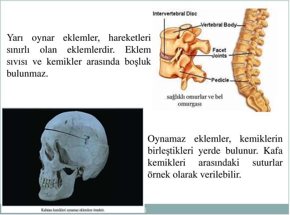 Oynamaz eklemler, kemiklerin birleştikleri yerde bulunur.