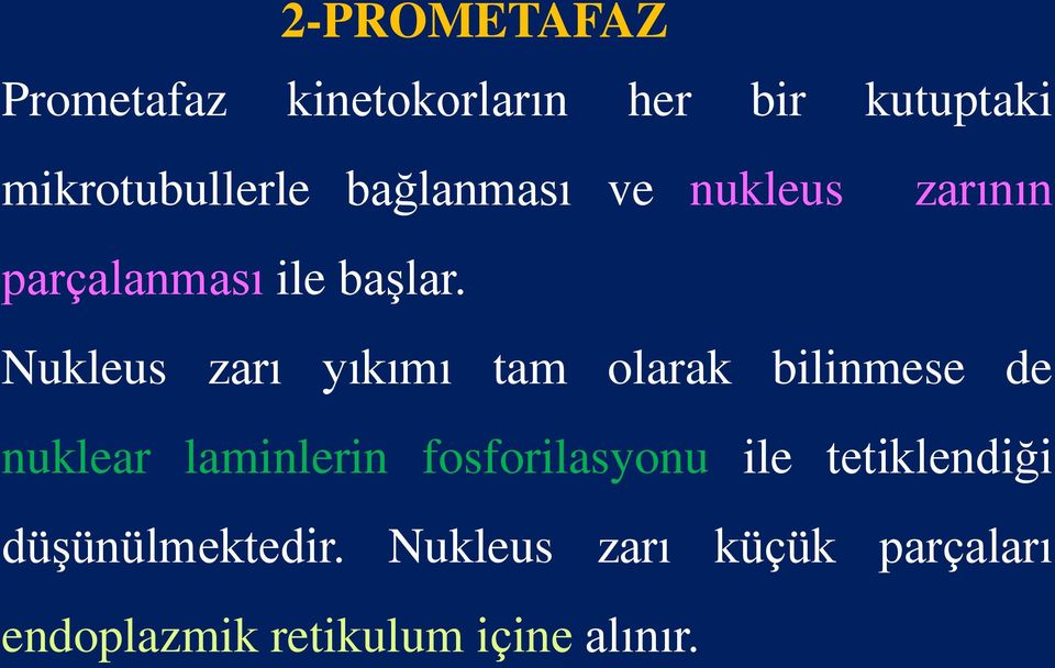 Nukleus zarı yıkımı tam olarak bilinmese de nuklear laminlerin