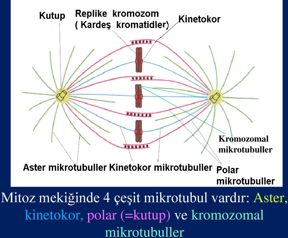 vardır: Aster, kinetokor, polar