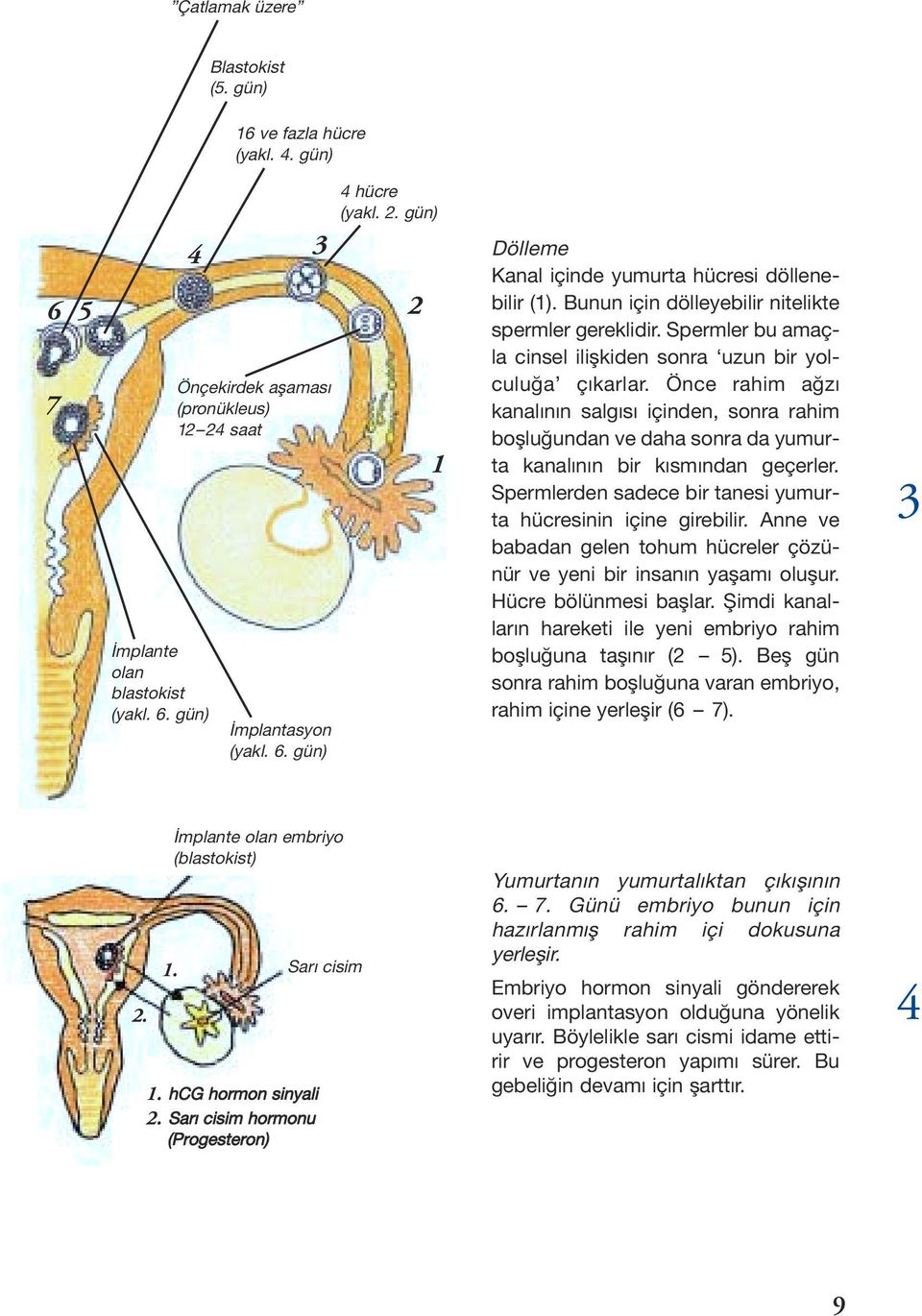 Önce rahim a z kanal n n salg s içinden, sonra rahim bo lu undan ve daha sonra da yumurta kanal n n bir k sm ndan geçerler. Spermlerden sadece bir tanesi yumurta hücresinin içine girebilir.