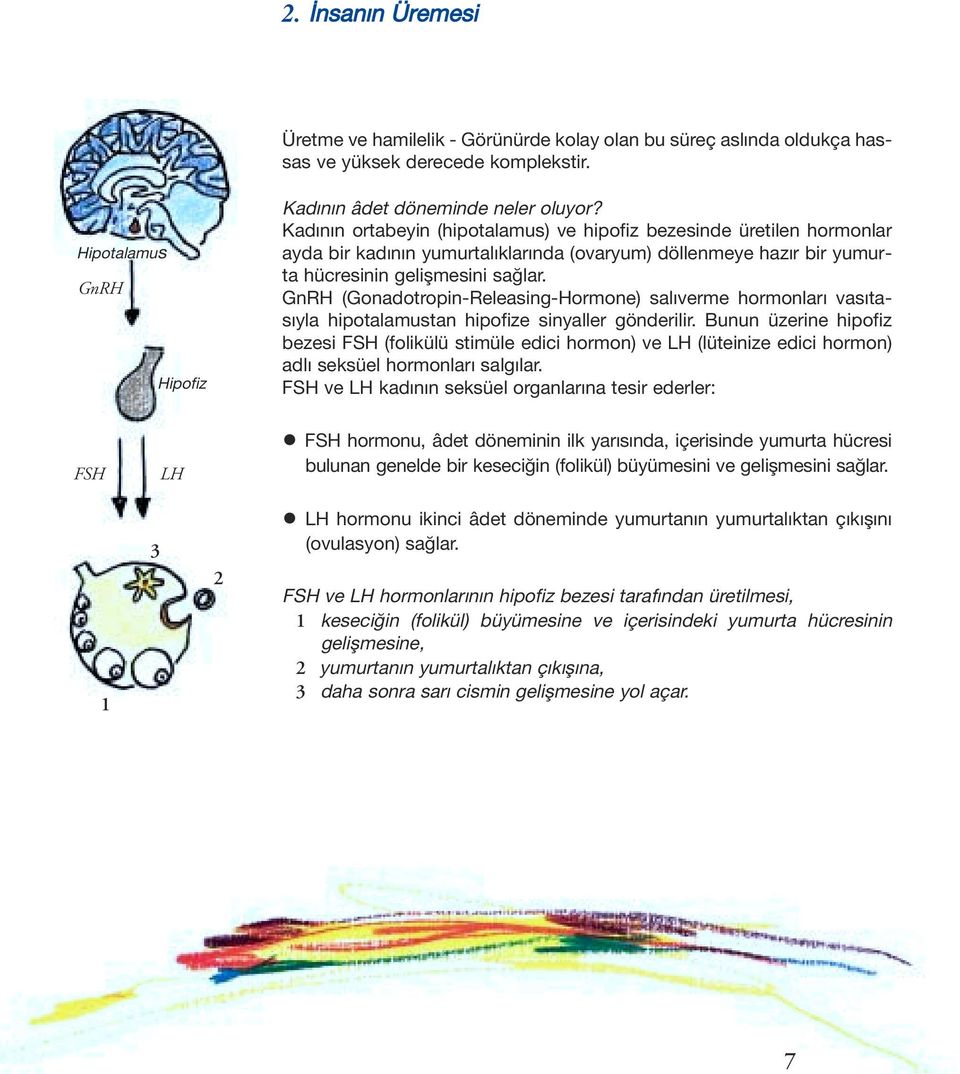 GnRH (Gonadotropin-Releasing-Hormone) sal verme hormonlar vas tas yla hipotalamustan hipofize sinyaller gönderilir.