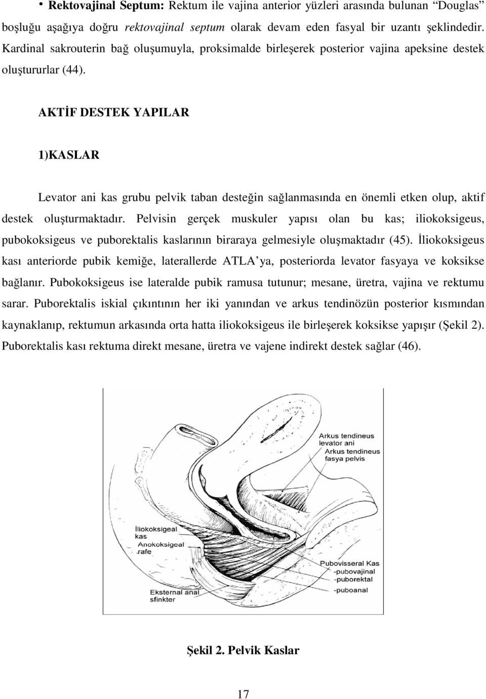 AKTİF DESTEK YAPILAR 1)KASLAR Levator ani kas grubu pelvik taban desteğin sağlanmasında en önemli etken olup, aktif destek oluşturmaktadır.