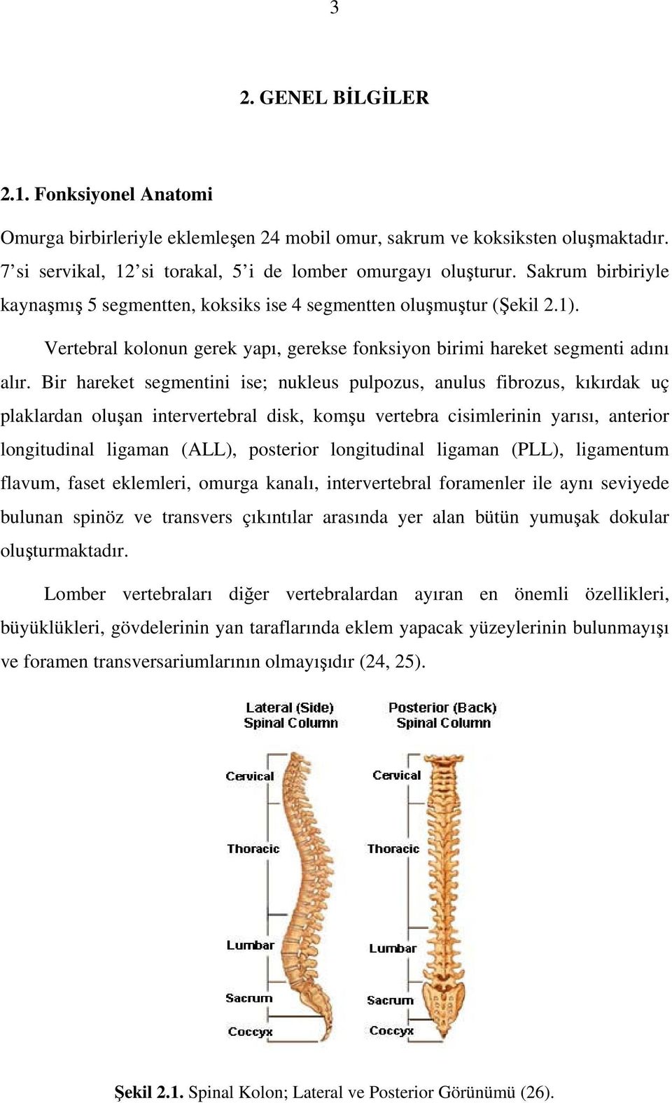 Bir hareket segmentini ise; nukleus pulpozus, anulus fibrozus, kıkırdak uç plaklardan oluşan intervertebral disk, komşu vertebra cisimlerinin yarısı, anterior longitudinal ligaman (ALL), posterior