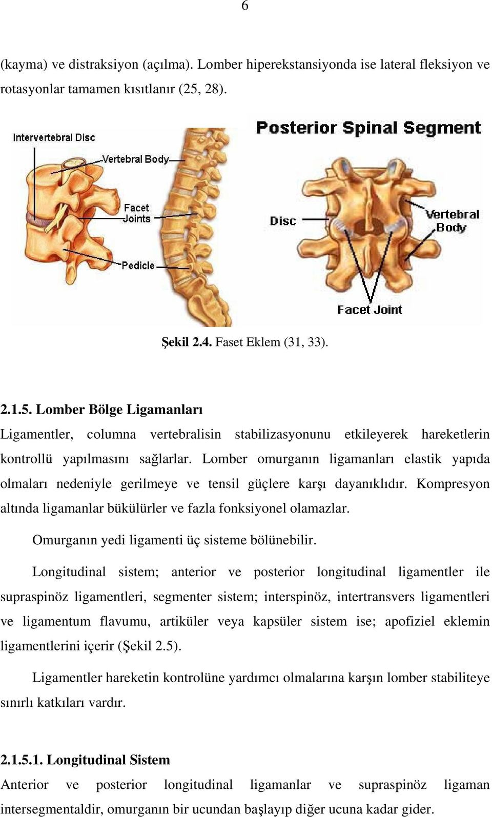 Lomber omurganın ligamanları elastik yapıda olmaları nedeniyle gerilmeye ve tensil güçlere karşı dayanıklıdır. Kompresyon altında ligamanlar bükülürler ve fazla fonksiyonel olamazlar.