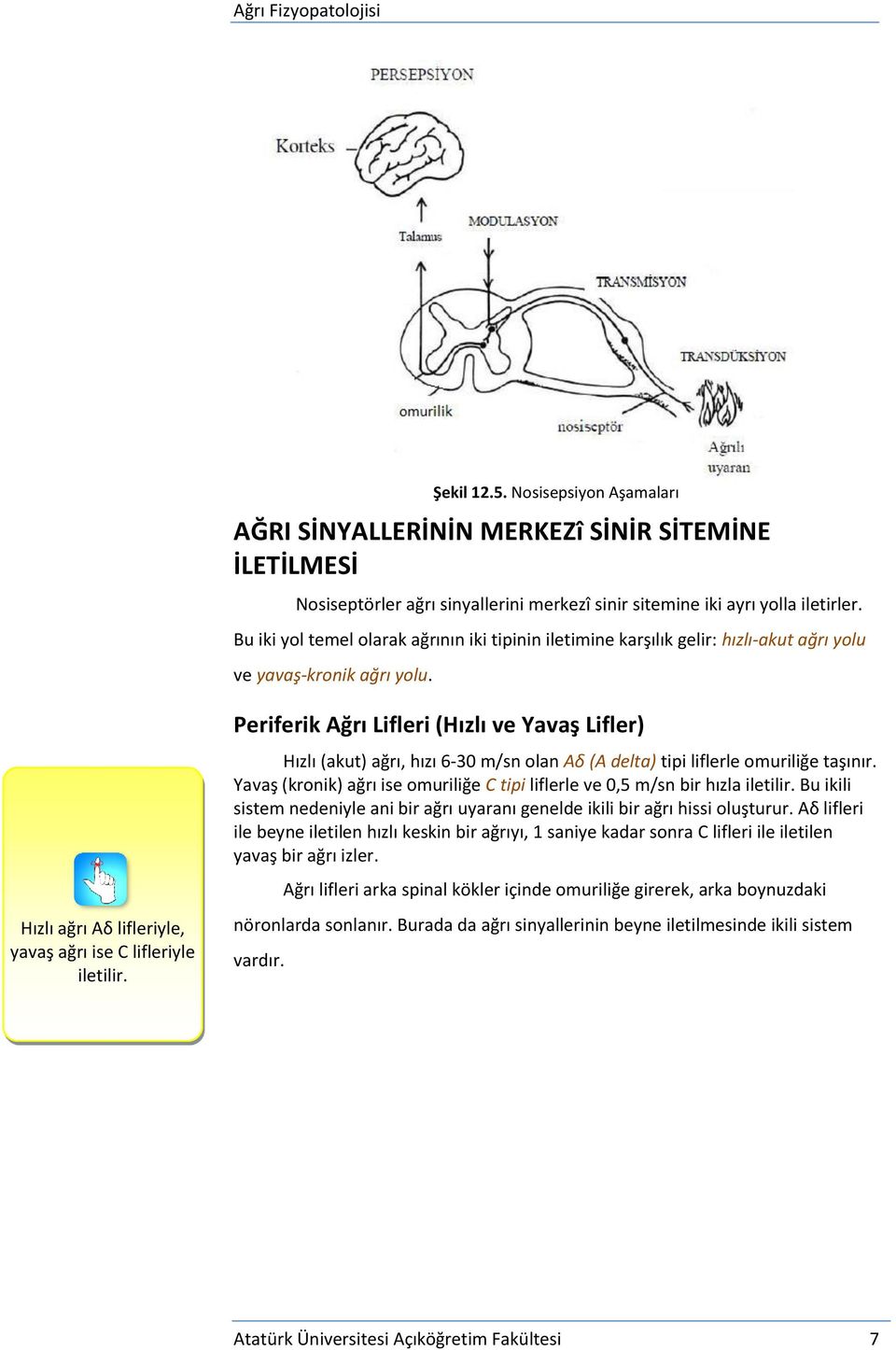 Periferik Ağrı Lifleri (Hızlı ve Yavaş Lifler) Hızlı (akut) ağrı, hızı 6-30 m/sn olan Aδ (A delta) tipi liflerle omuriliğe taşınır.