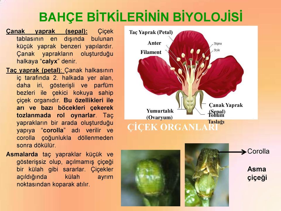 Bu özellikleri ile arı ve bazı böcekleri çekerek tozlanmada rol oynarlar. Taç yaprakların bir arada oluşturduğu yapıya corolla adı verilir ve corolla çoğunlukla döllenmeden sonra dökülür.