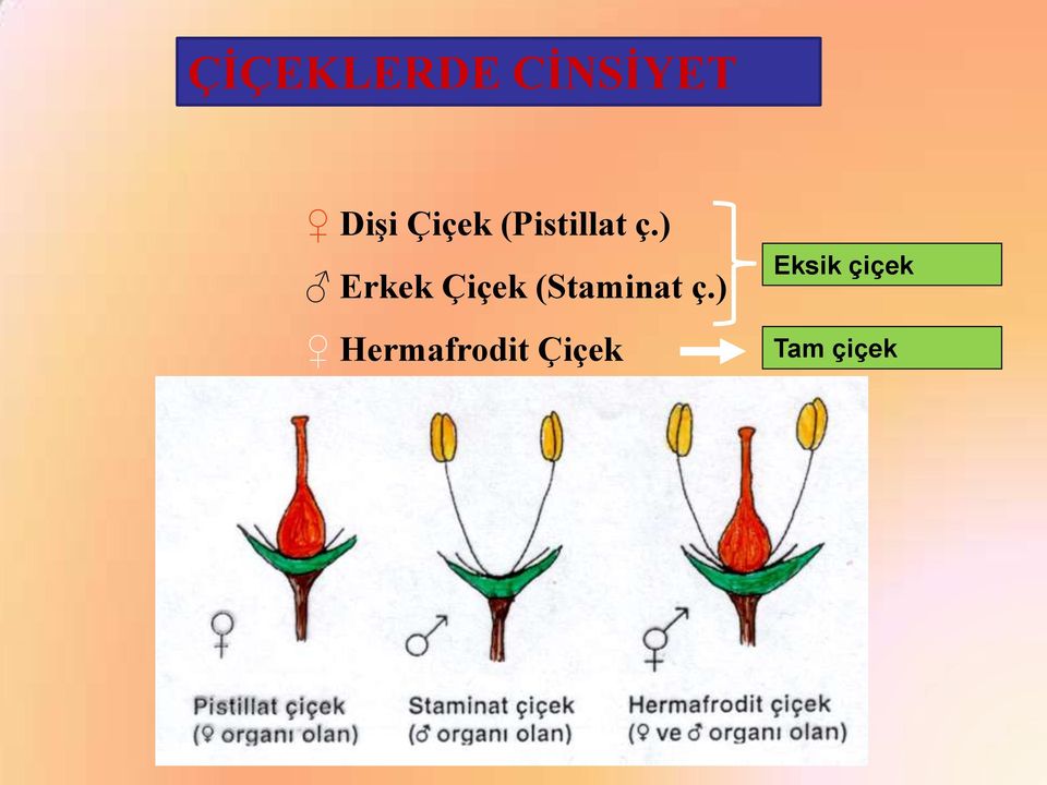 ) Erkek Çiçek (Staminat ç.