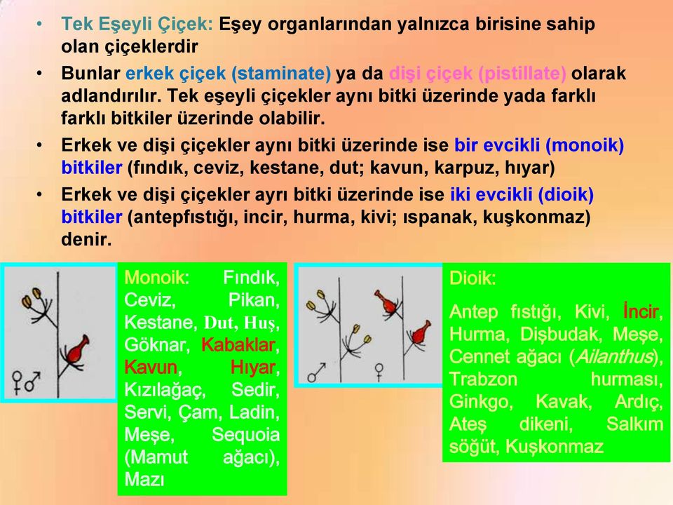 Erkek ve dişi çiçekler aynı bitki üzerinde ise bir evcikli (monoik) bitkiler (fındık, ceviz, kestane, dut; kavun, karpuz, hıyar) Erkek ve dişi çiçekler ayrı bitki üzerinde ise iki evcikli (dioik)