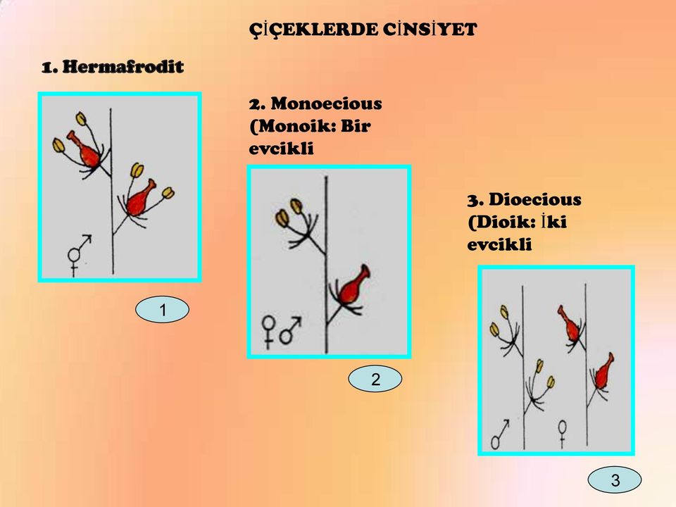 Monoecious (Monoik: Bir