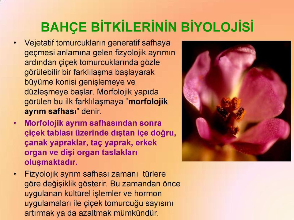 Morfolojik ayrım safhasından sonra çiçek tablası üzerinde dıştan içe doğru, çanak yapraklar, taç yaprak, erkek organ ve dişi organ taslakları oluşmaktadır.